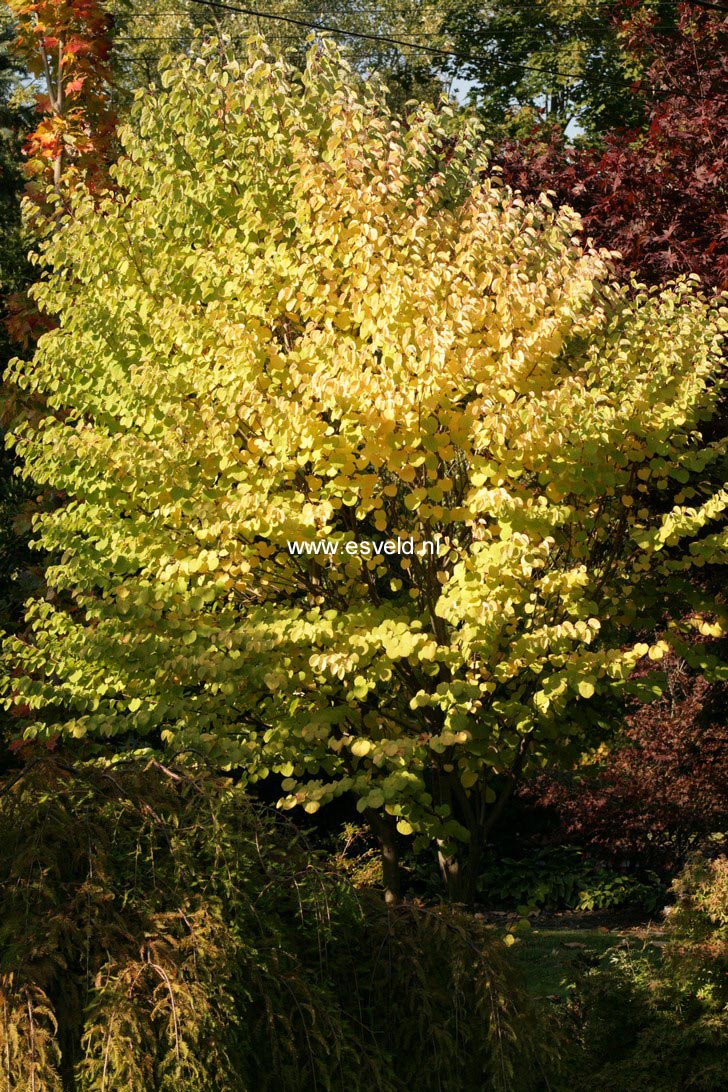 Cercidiphyllum japonicum 'Heronswood Globe'