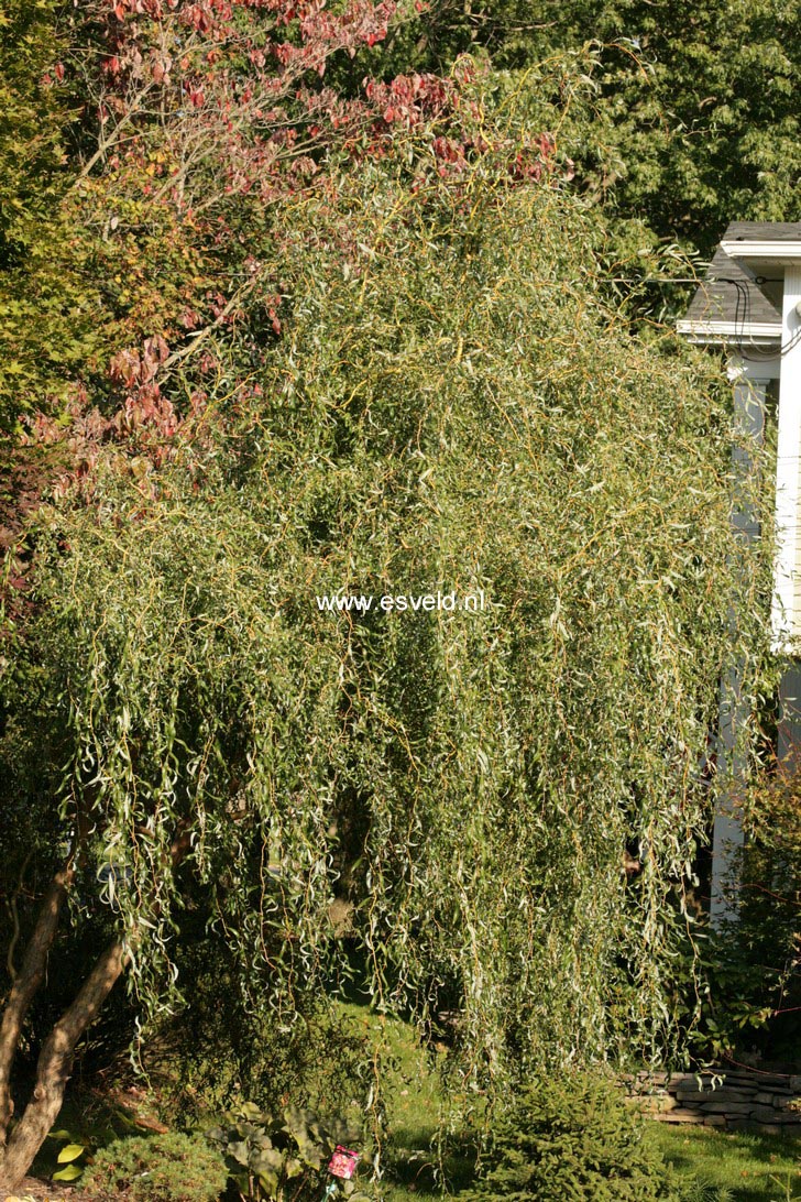 Salix 'Erythroflexuosa'