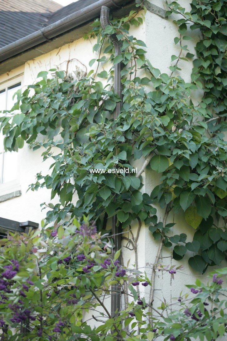 Schizophragma integrifolium