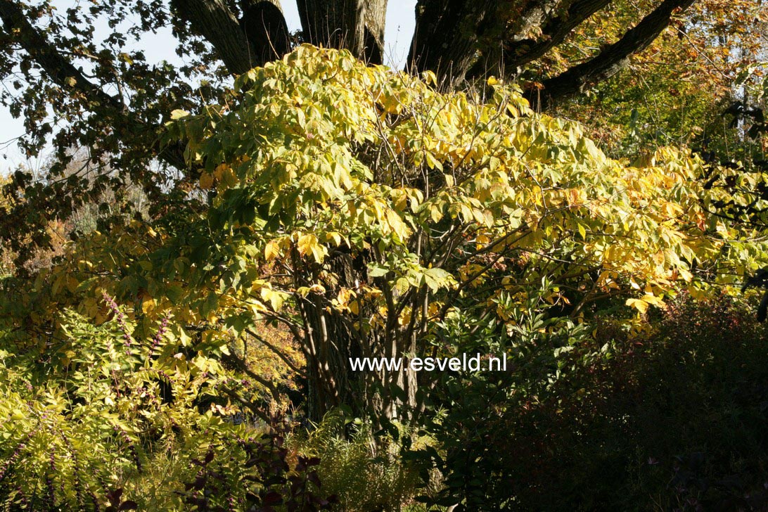 Aesculus parviflora