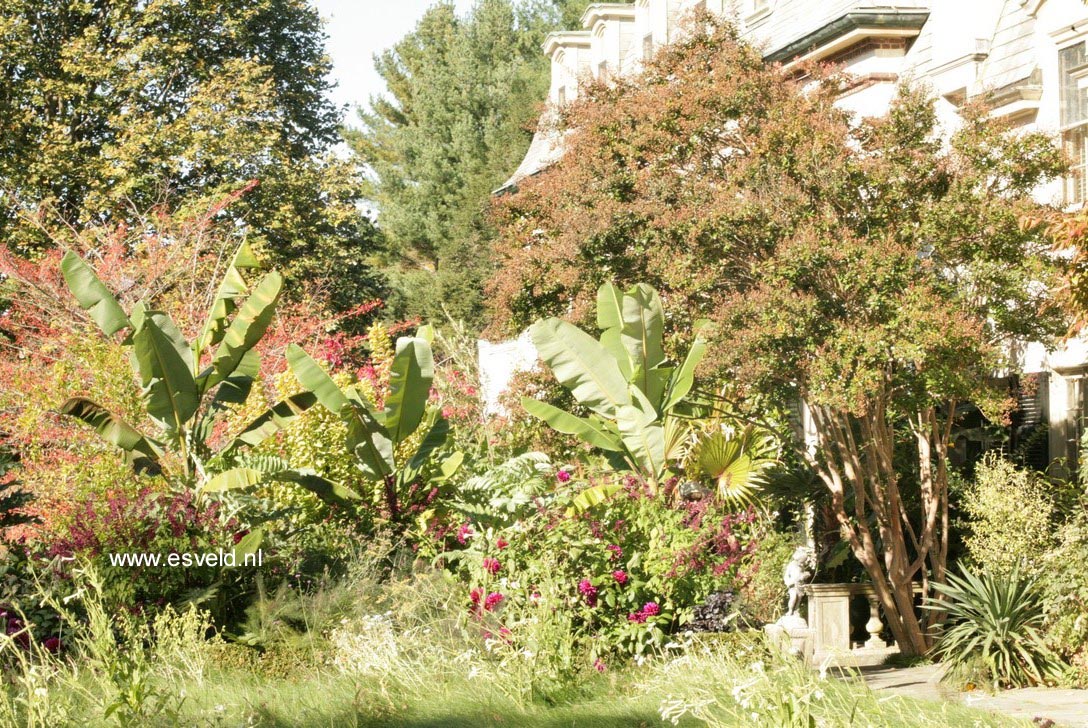 Lagerstroemia indica