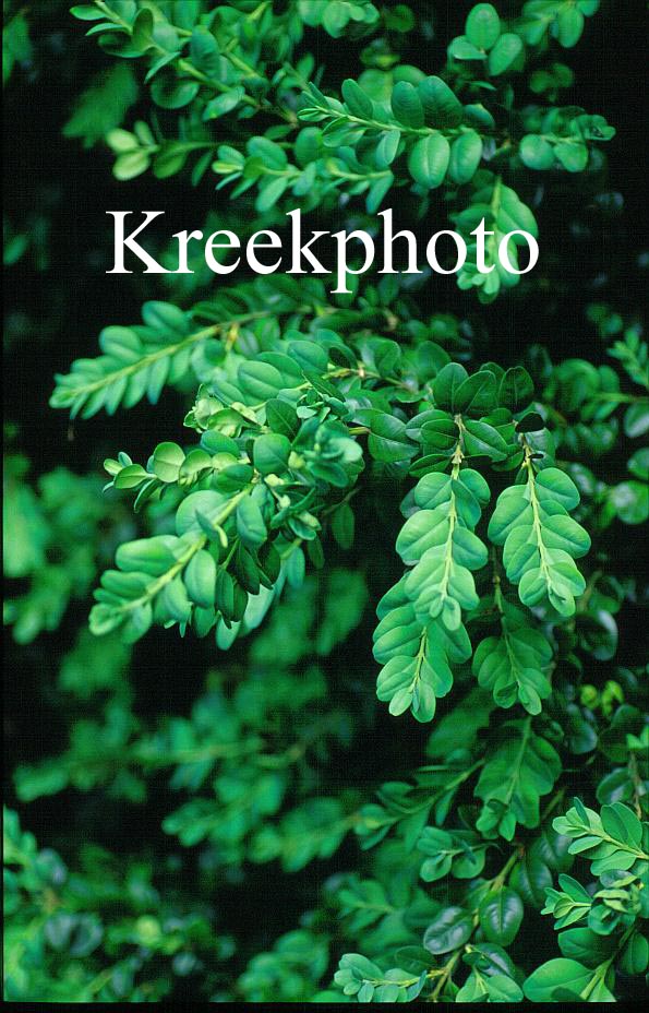 Buxus sempervirens 'Bullata'