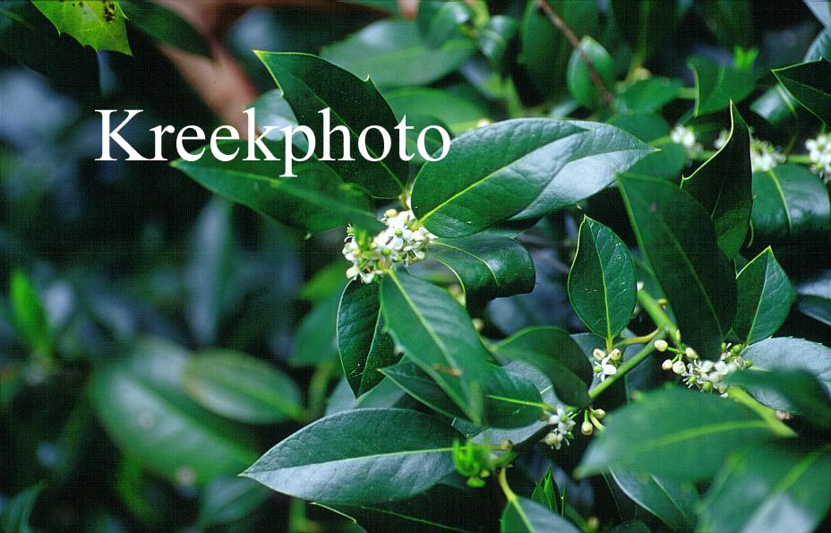 Ilex altaclerensis 'Belgica'