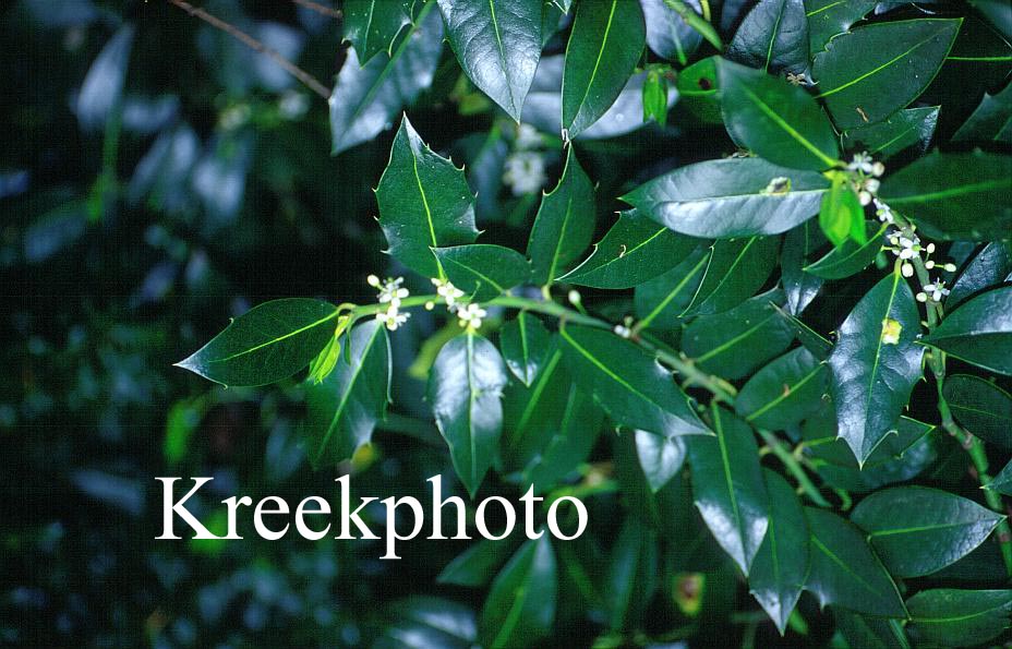 Ilex altaclerensis 'Belgica'