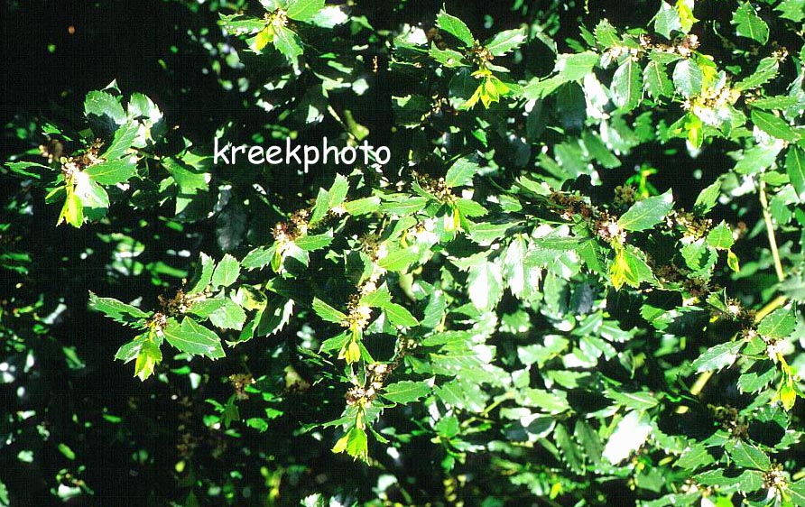 Ilex meserveae 'Blue Prince'