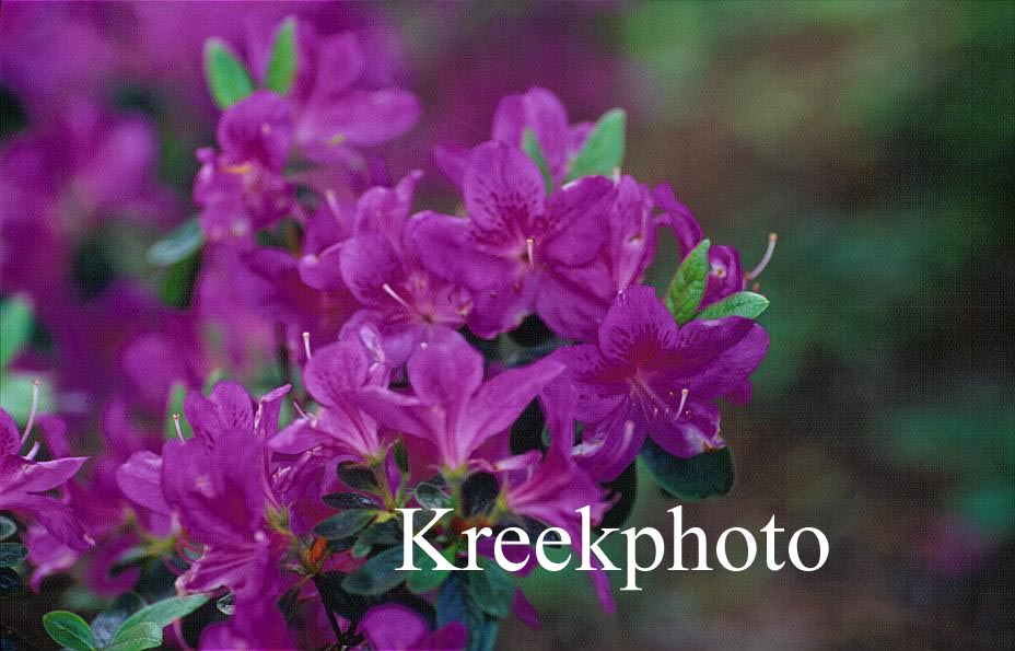 Azalea 'Malvatica'