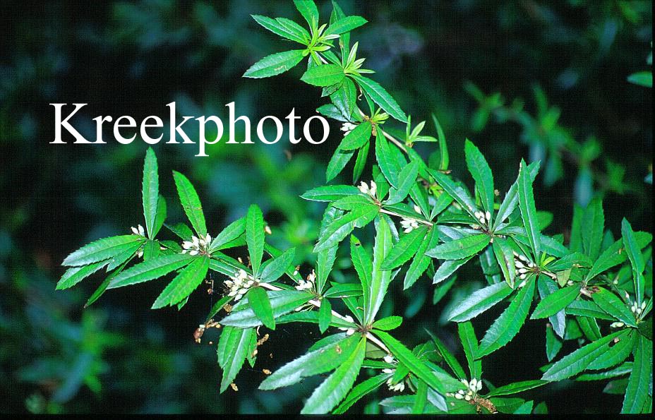 Berberis thunbergii