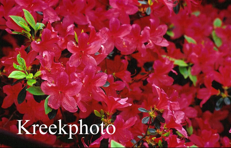 Azalea 'Alice' (49029)