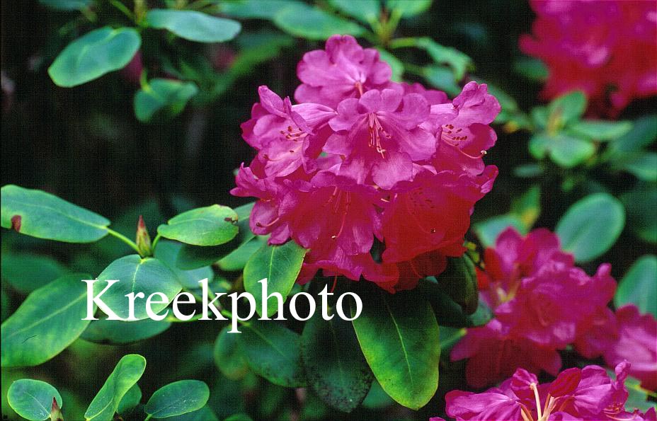 Rhododendron 'Monika'