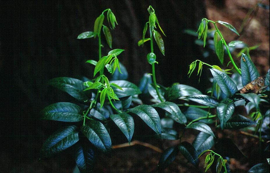 Pieris 'Taiwen'