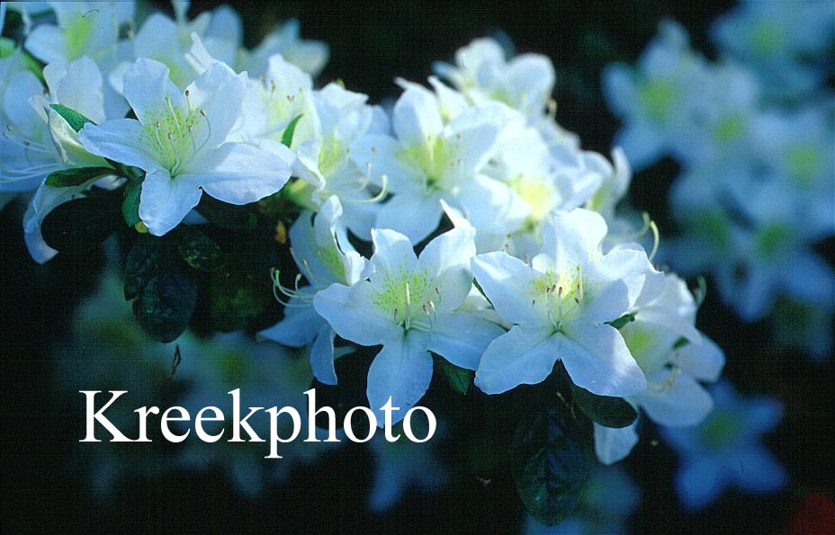 Azalea 'White Lady'