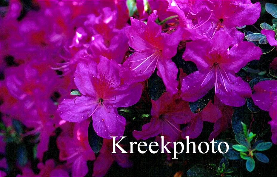 Azalea 'Johann Sebastian Bach'