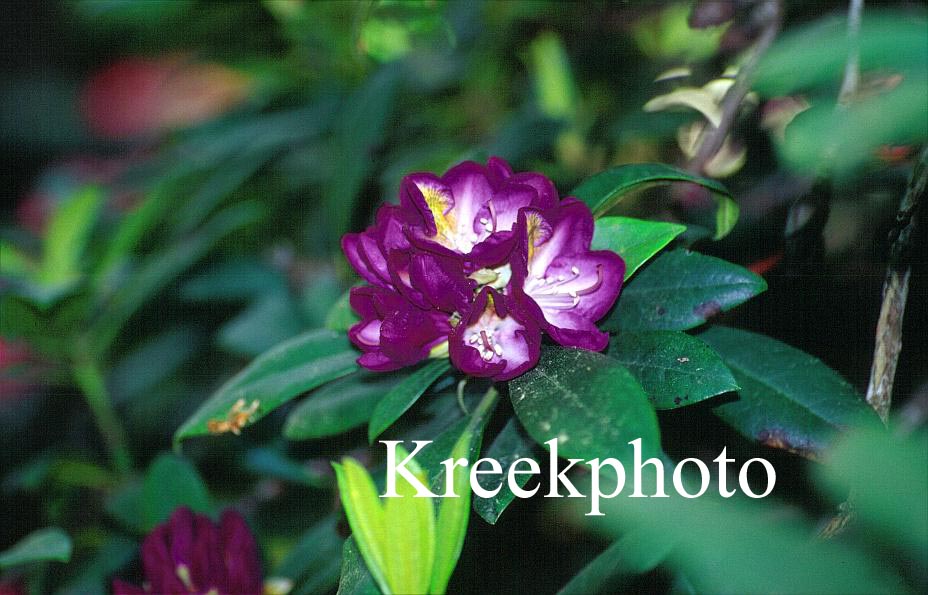 Rhododendron 'Bluebell'