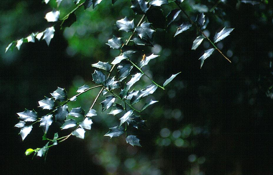 Ilex pernyi manipurensis