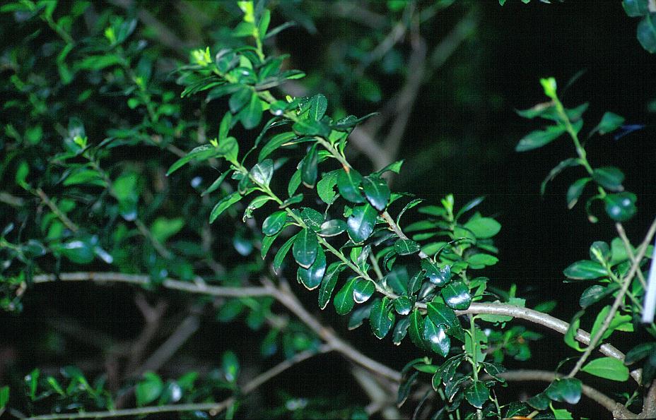 Ilex crenata 'Hetzii'