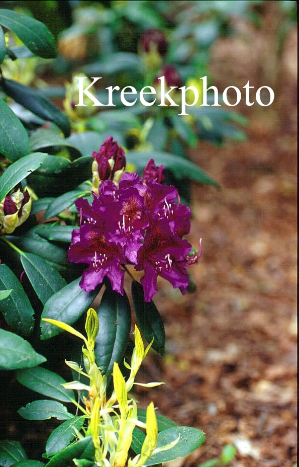 Rhododendron 'Marcel Menard'