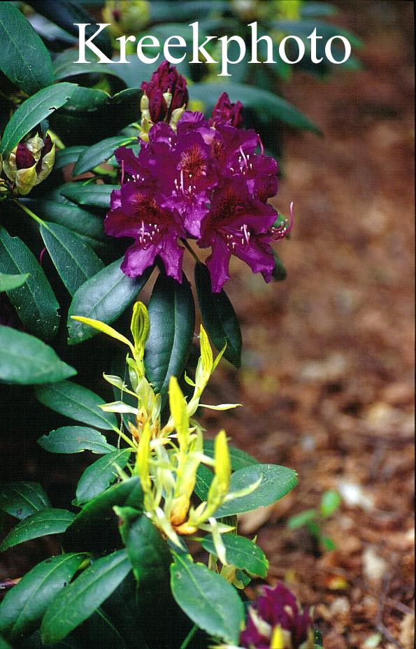 Rhododendron 'Marcel Menard'