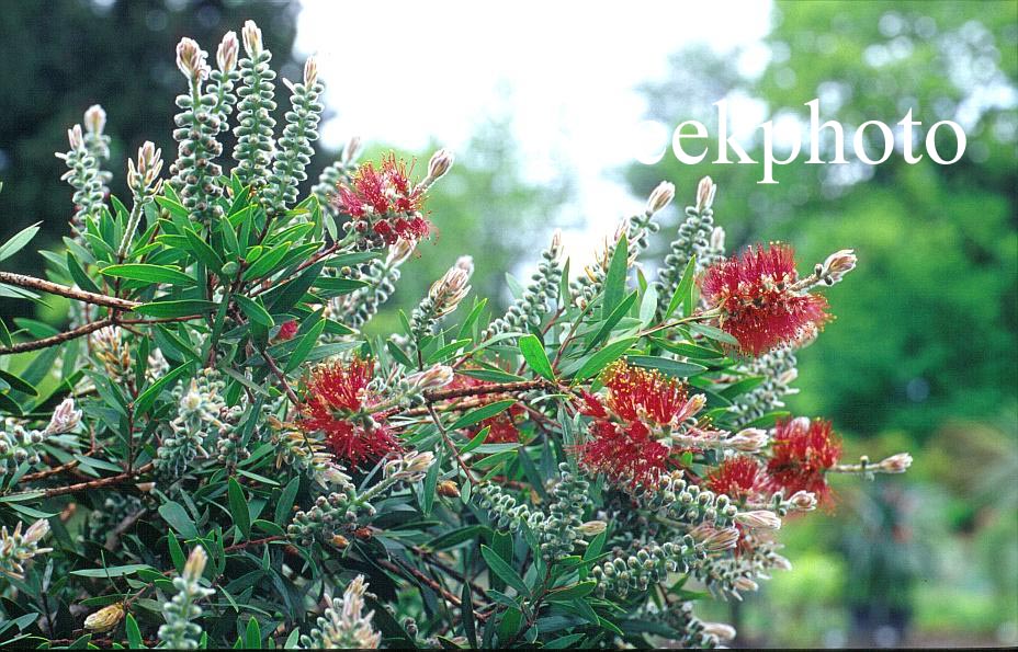 Callistemon citrinus 'Splendens'