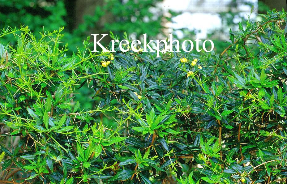 Berberis hybrido-gagnepainii 'Chenault'