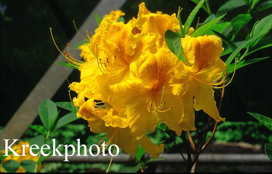 Azalea 'Goldpracht'