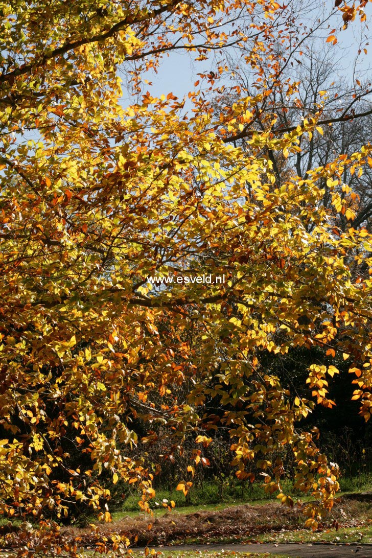 Fagus grandifolia