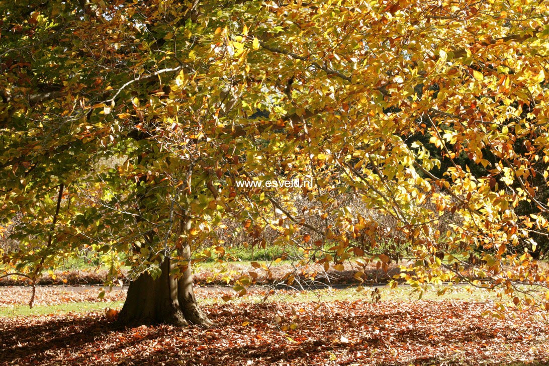 Fagus grandifolia