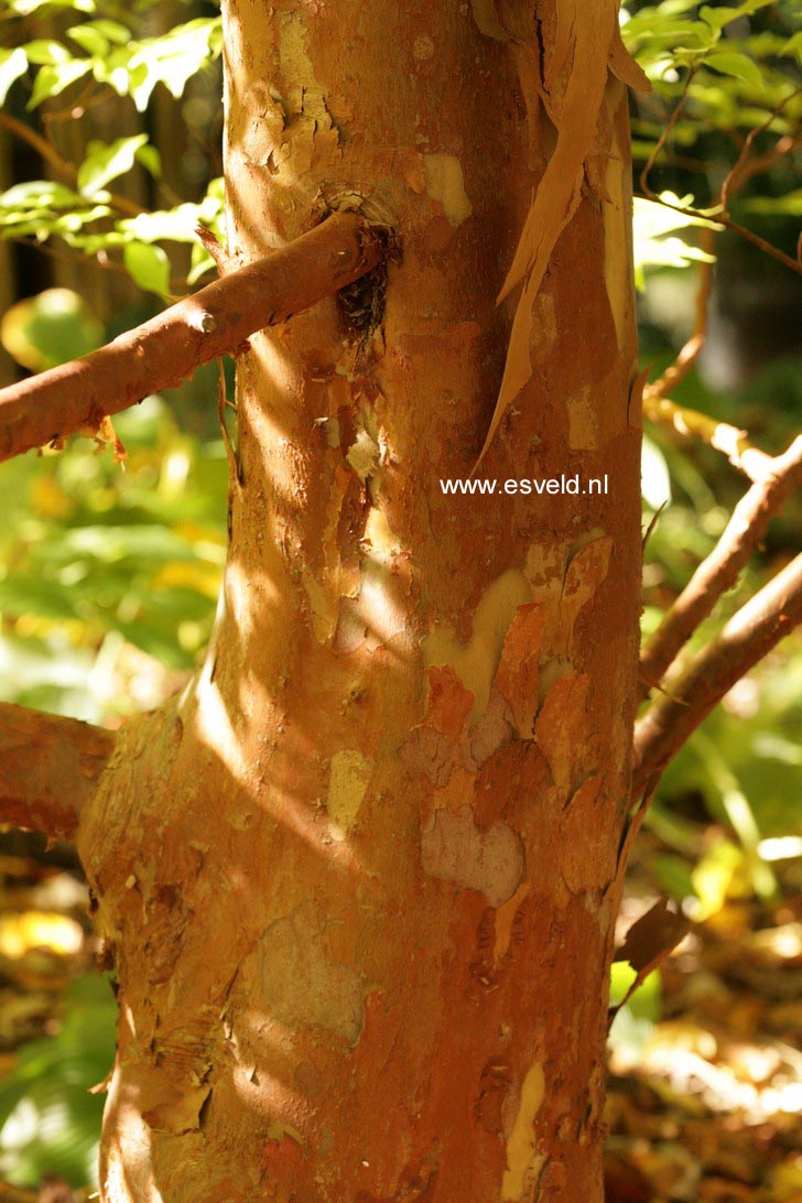 Stewartia pseudocamellia