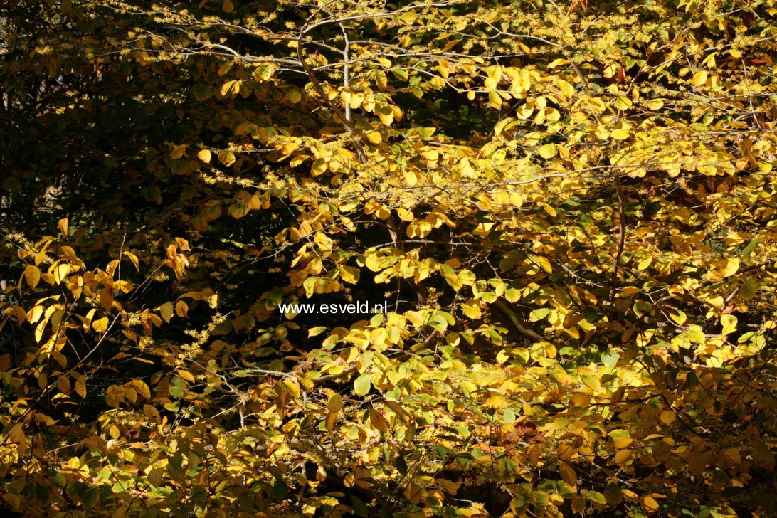 Hamamelis virginiana