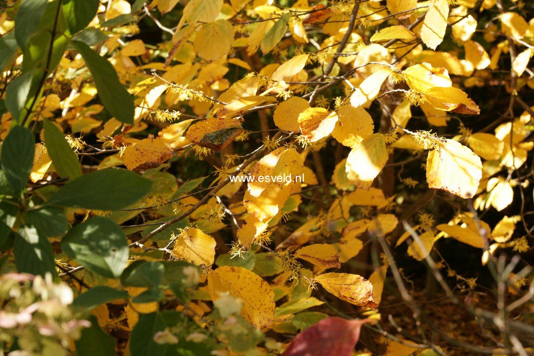 Hamamelis virginiana