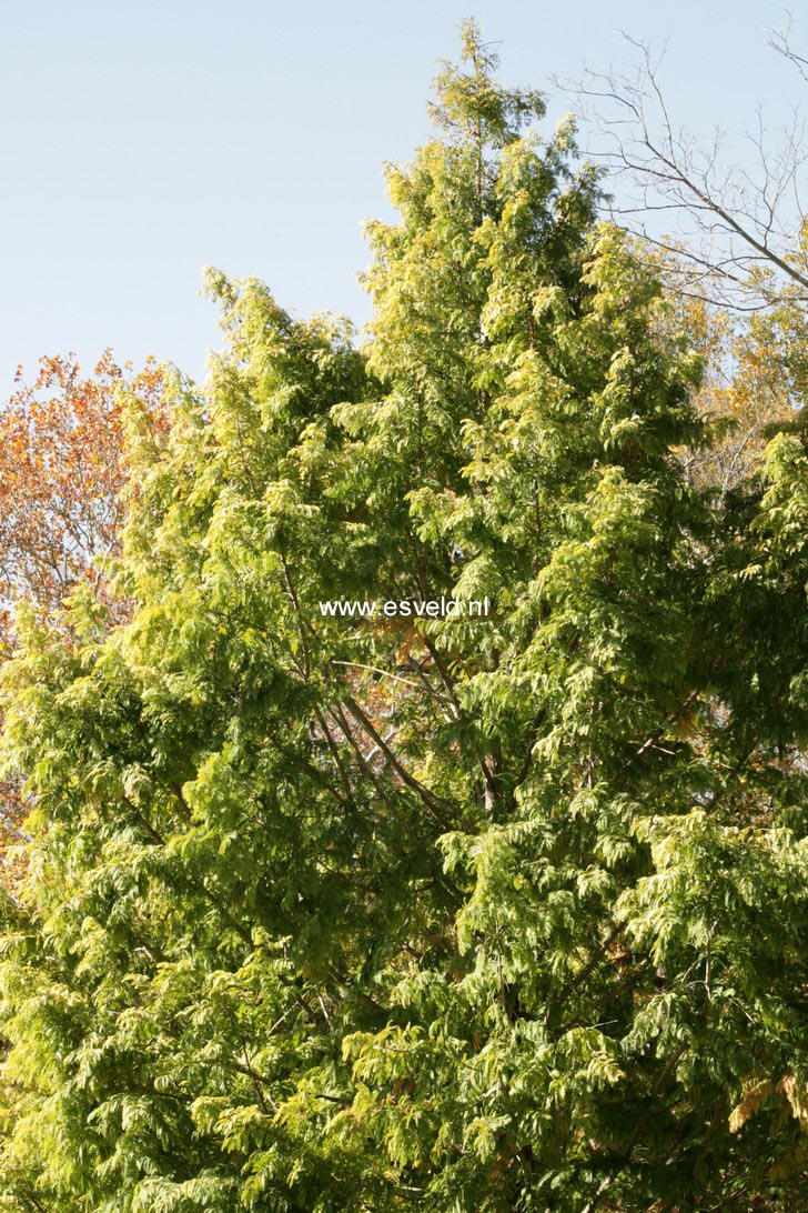 Metasequoia glyptostroboides 'Ogon' (GOLDRUSH)