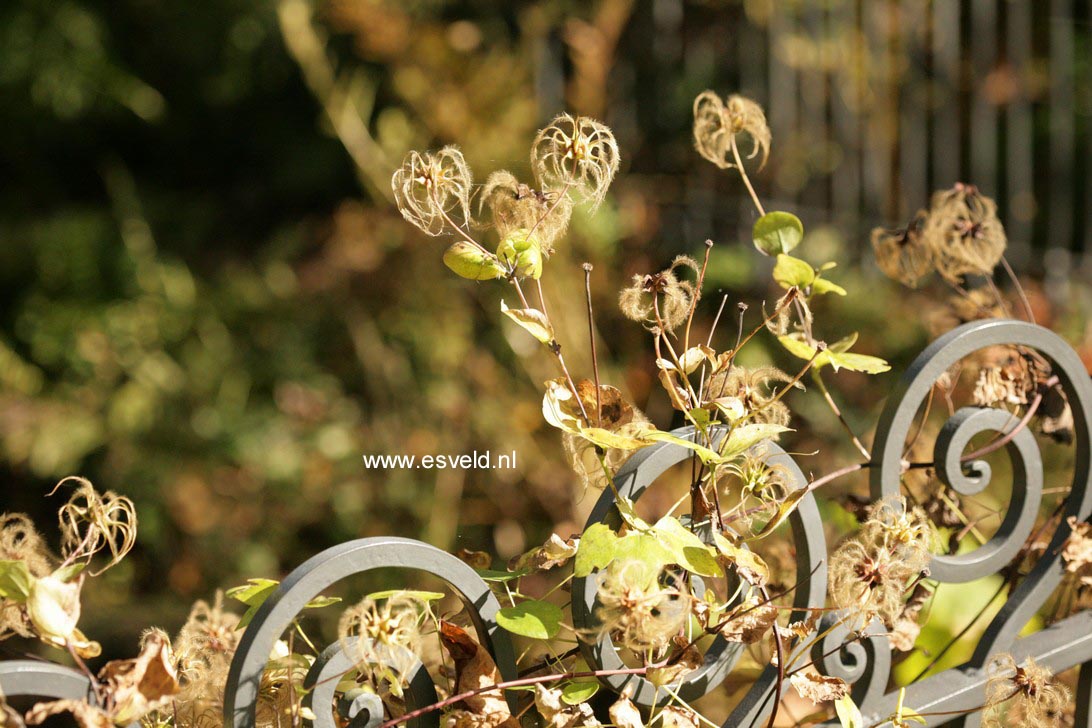 Clematis viorna