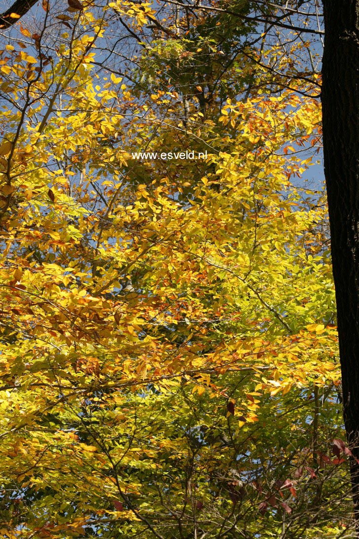 Fagus grandifolia