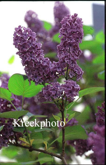 Syringa vulgaris 'Andenken an L. Spaeth'