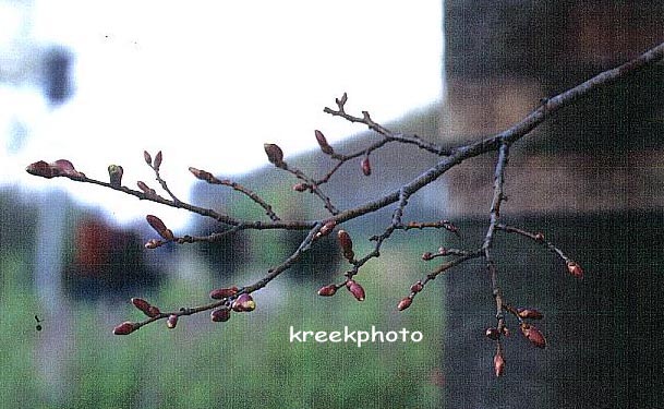 Tilia cordata 'Greenspire' (49238)