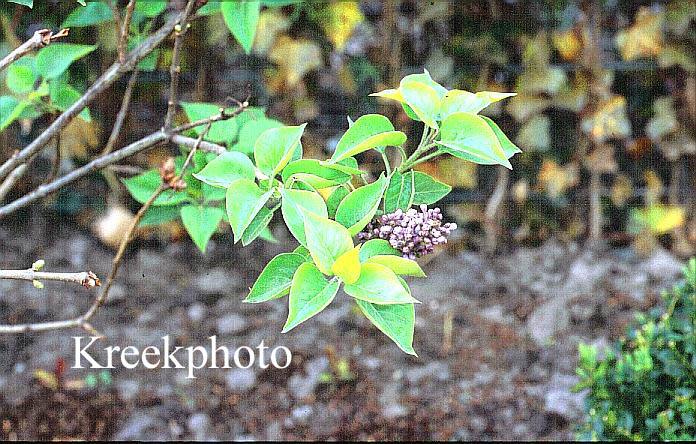 Syringa vulgaris 'Michel Buchner'