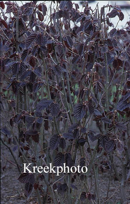 Corylus maxima 'Purpurea'