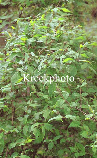 Kolkwitzia amabilis 'Pink Cloud'