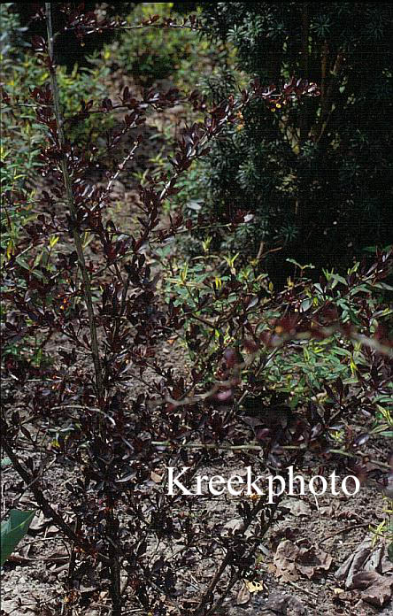 Berberis thunbergii 'Red Chief'