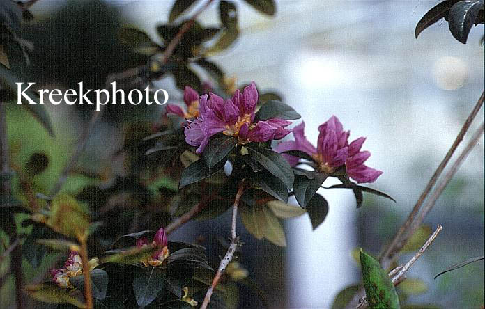 Rhododendron 'Olga Mezitt'