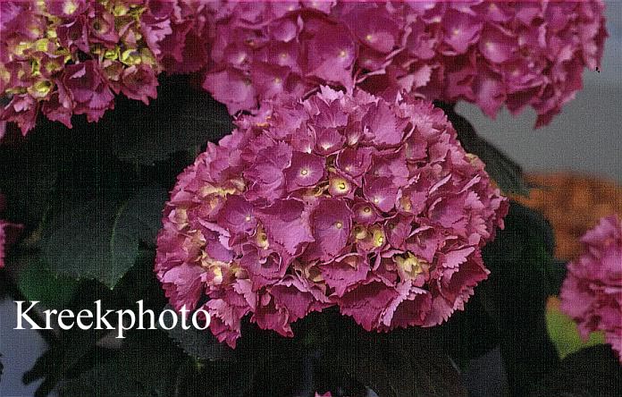 Hydrangea macrophylla 'Renate Steiniger'