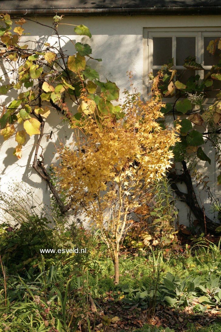 Acer palmatum 'Bi-hoo'