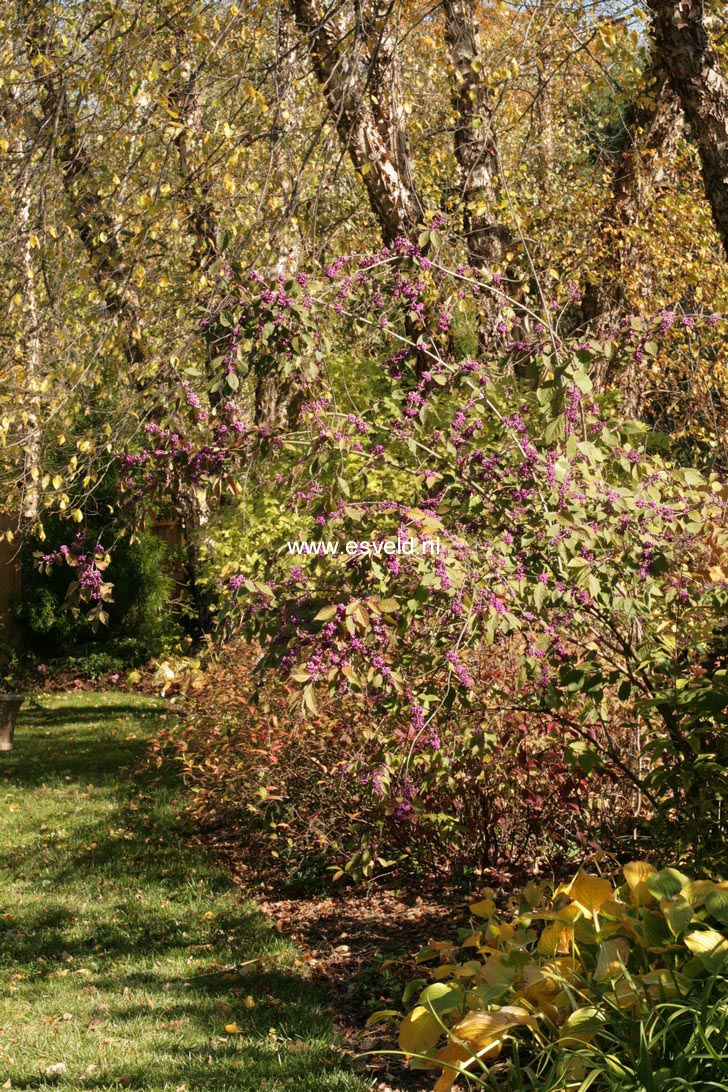 Callicarpa bodinieri 'Profusion'