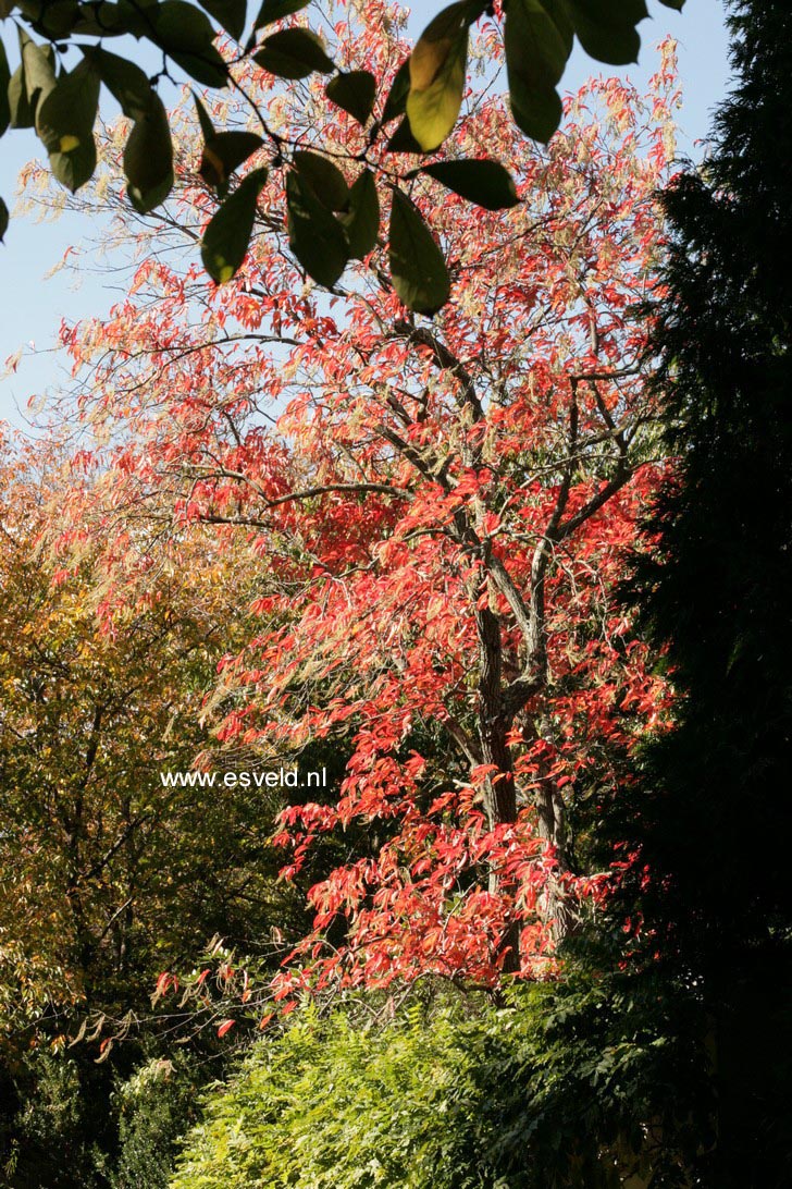 Oxydendrum arboreum