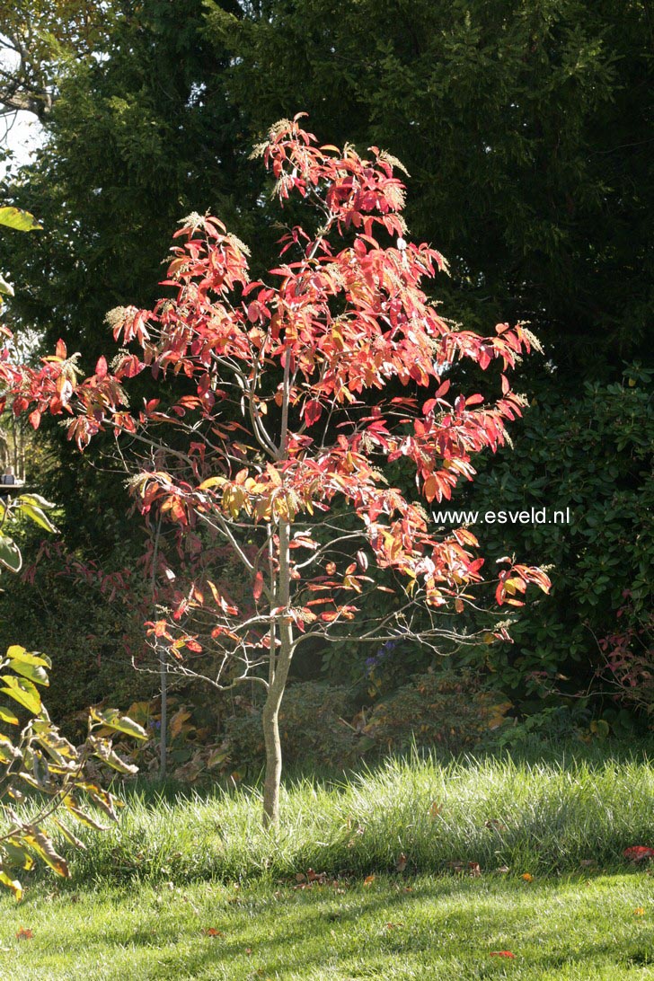 Oxydendrum arboreum