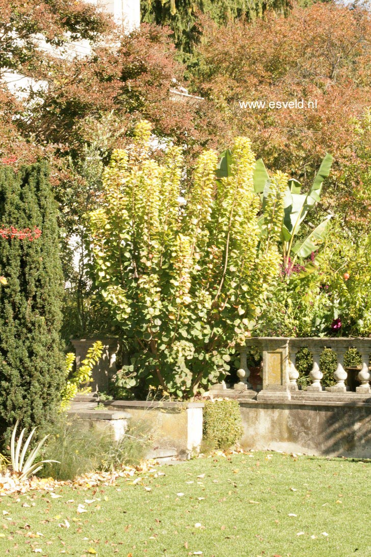 Cotinus coggygria 'Ancot' (GOLDEN SPIRIT)