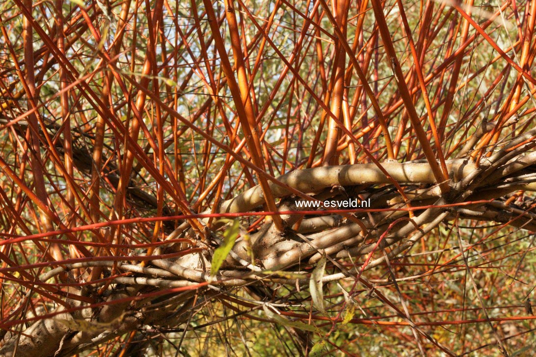 Salix alba 'Chermesina'