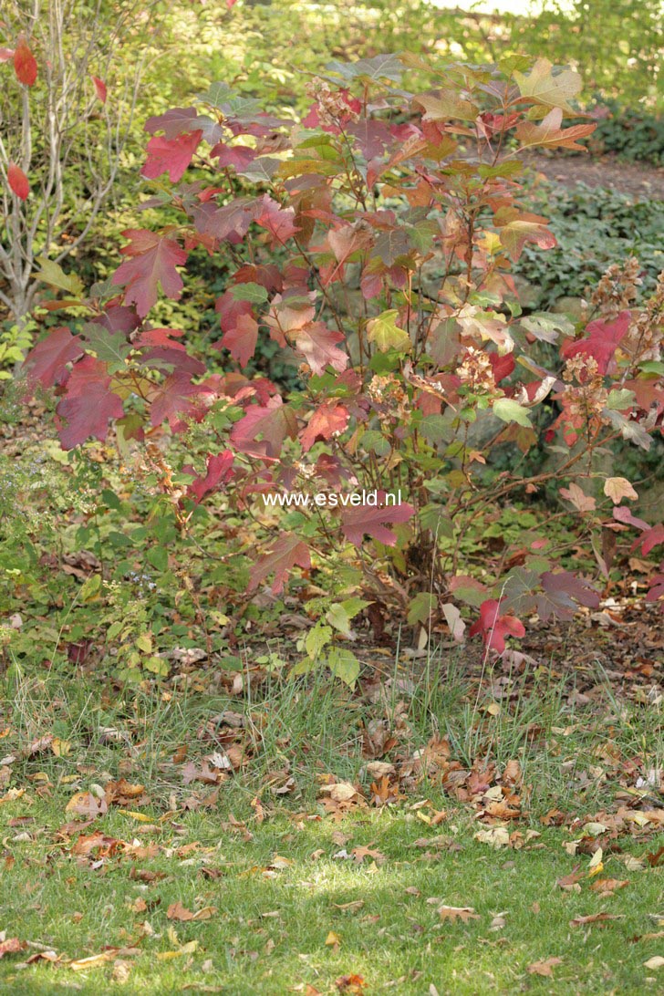 Hydrangea quercifolia