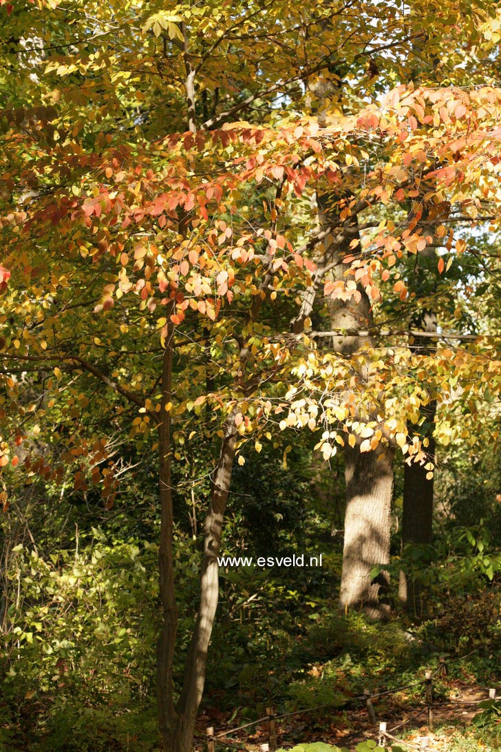 Carpinus caroliniana