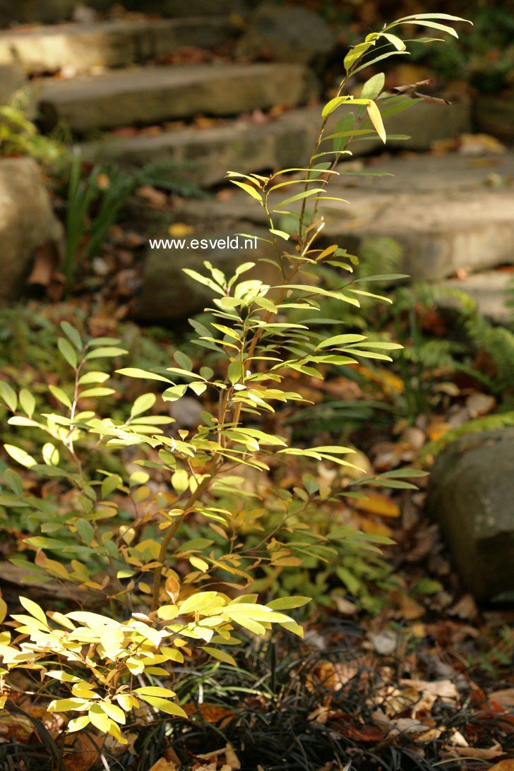 Lindera angustifolia