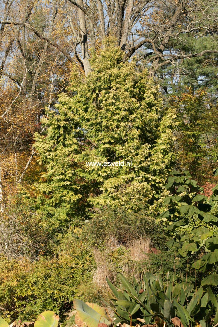 Metasequoia glyptostroboides 'Ogon' (GOLDRUSH)